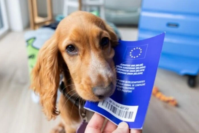 Европарламент предлагает изменить правила для кошек и собак