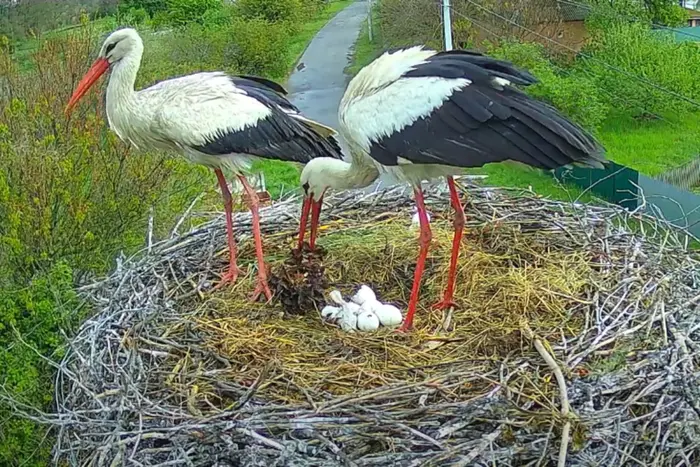 Das bekannteste Storchenpaar Odarka und Grytsik hat Küken bekommen