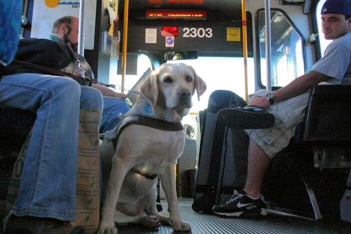 Die Regierung hat neue Regeln für den Transport von Tieren in Bussen genehmigt