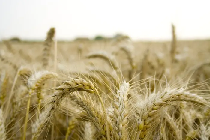 Russia Forces Ukrainian Farmers in Occupation to Sell Wheat at a Bargain Price